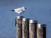 Lachmöwe im Ruhekleid auf Pierpfosten